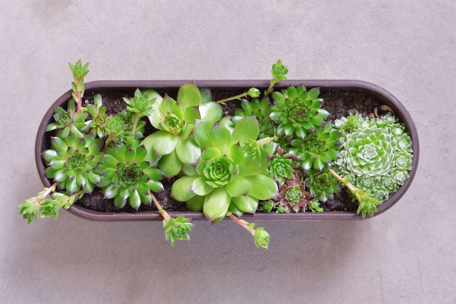chợ tốt gà đá thủ đức chợ tốt gà đá thủ đức