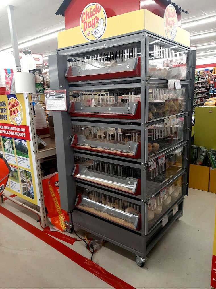 trực tiếp đá gà 67 thomo trực tiếp đá gà 67 thomo