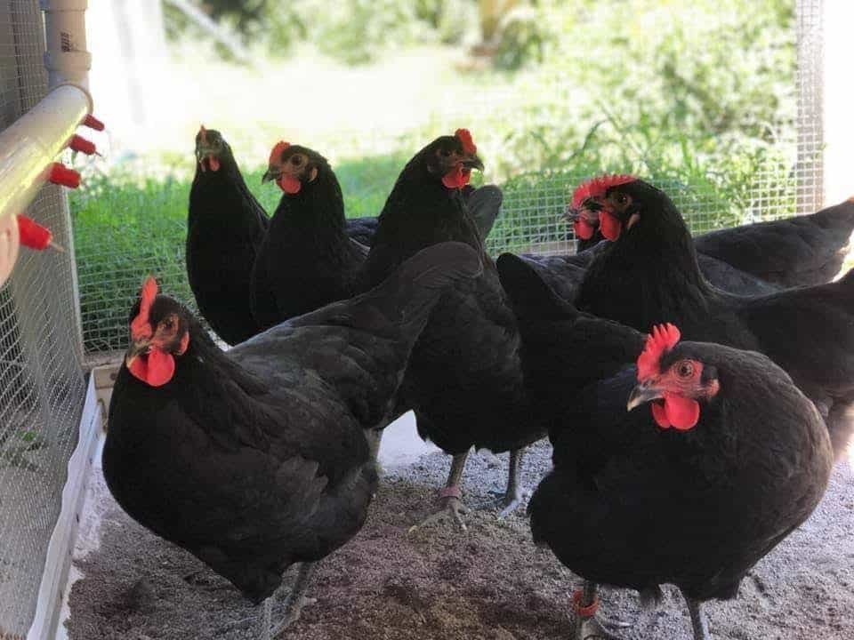 tạ cho gà đá tạ cho gà đá
